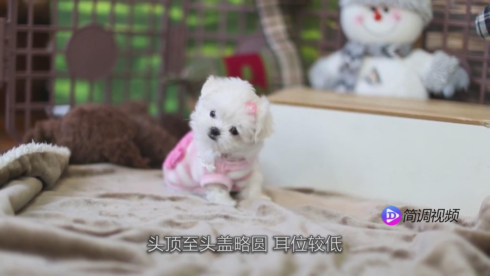 馬爾濟斯犬的介紹 馬爾濟斯犬的介紹視頻