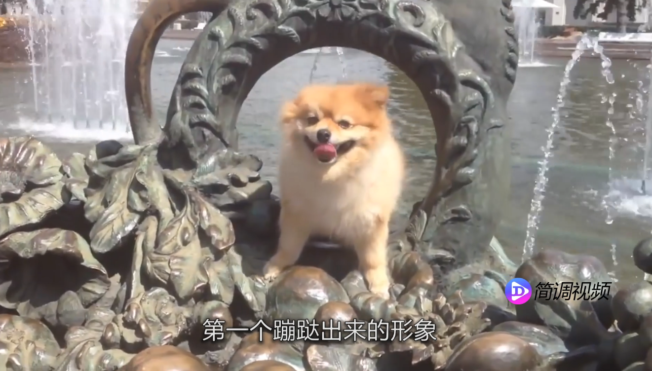 博美犬怎么養(yǎng) 博美犬怎么養(yǎng)殖