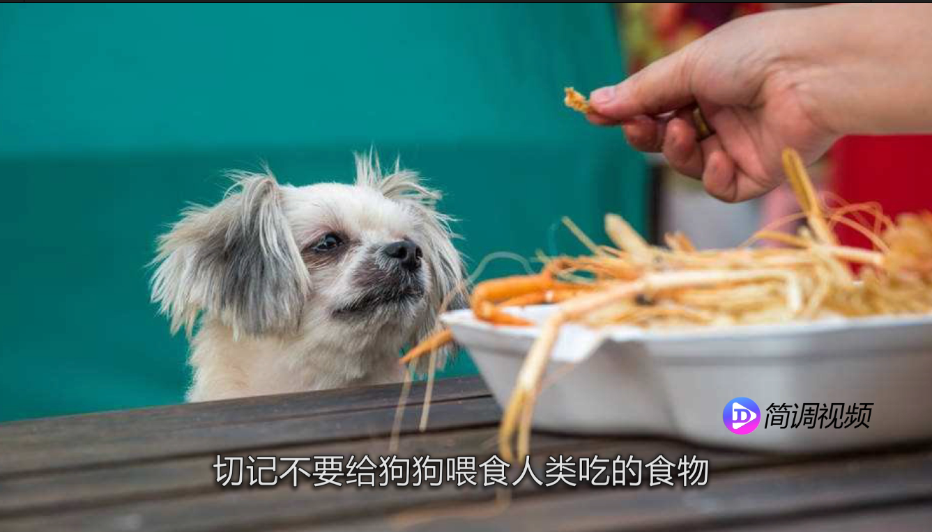 博美犬吃什么 博美犬吃什么比較好