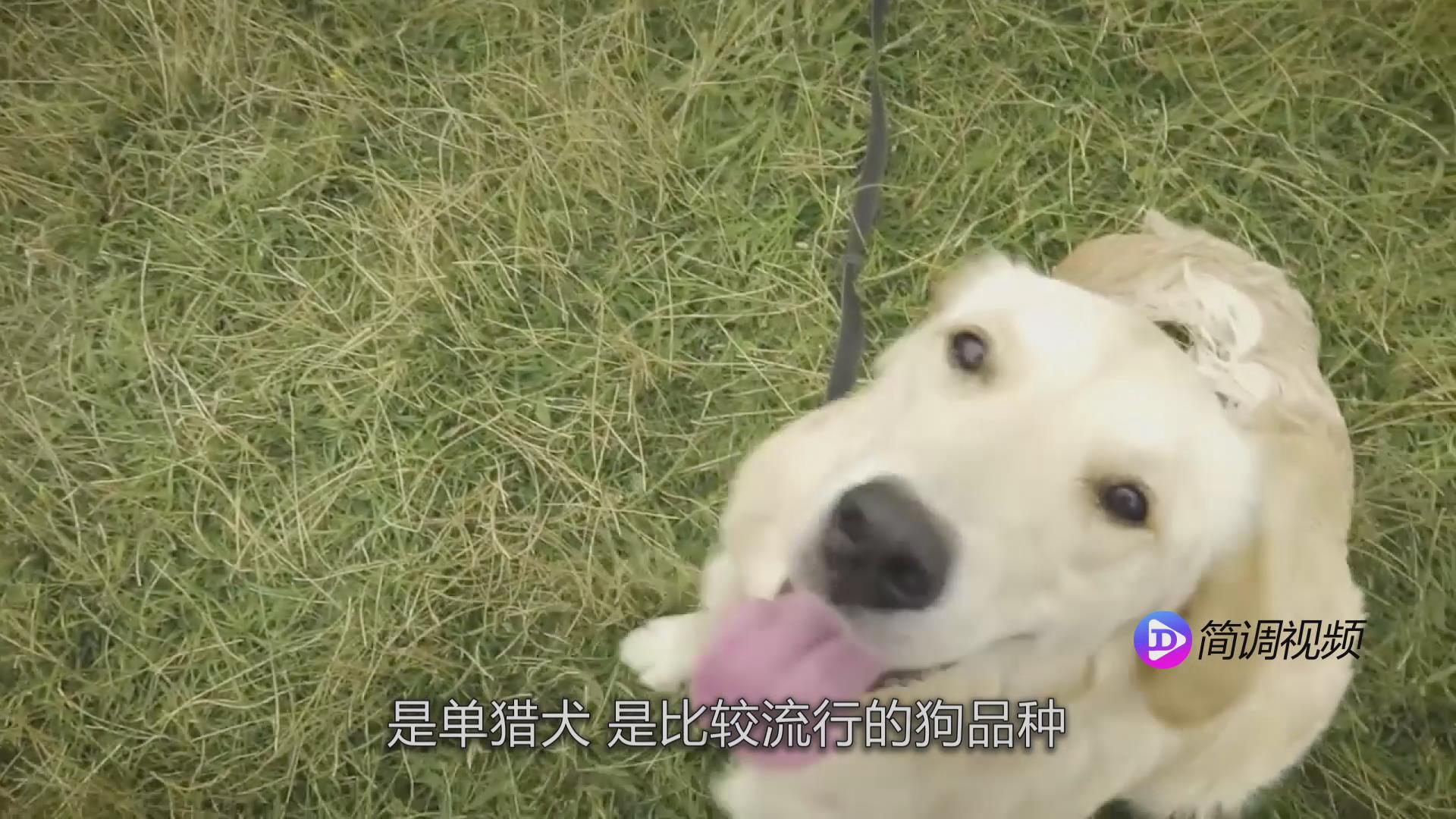 金毛犬怎么訓練 金毛犬怎么訓練啊