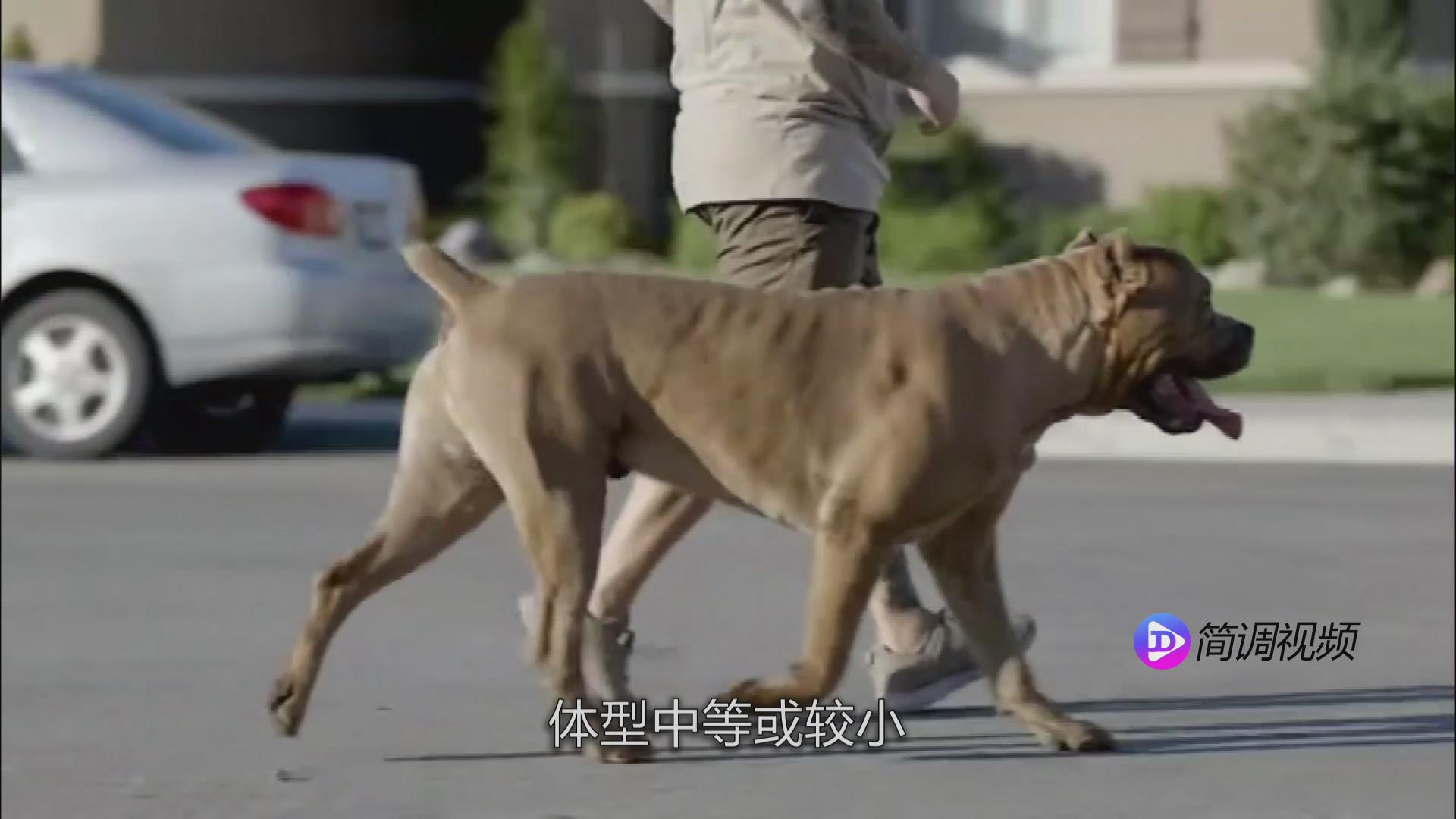 法國斗牛犬的介紹 法國斗牛犬介紹