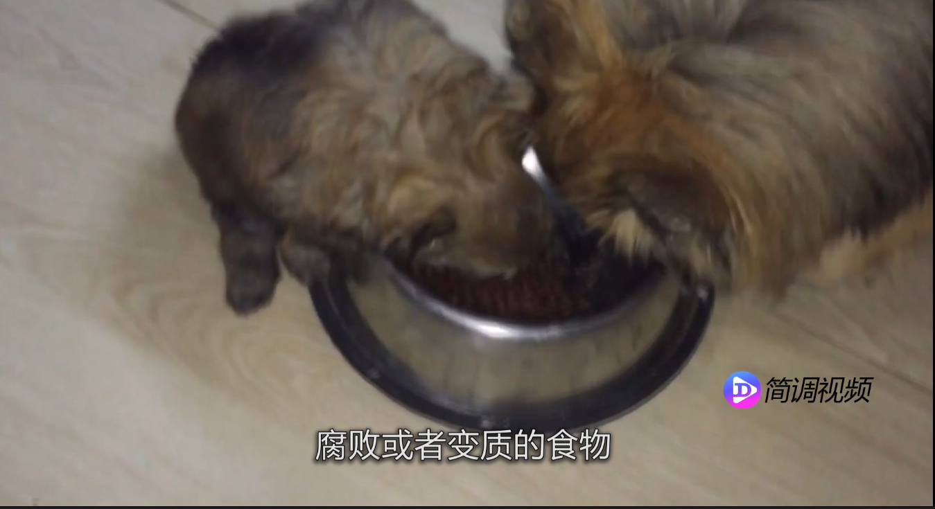 博美犬吃什么 博美犬吃什么比較好