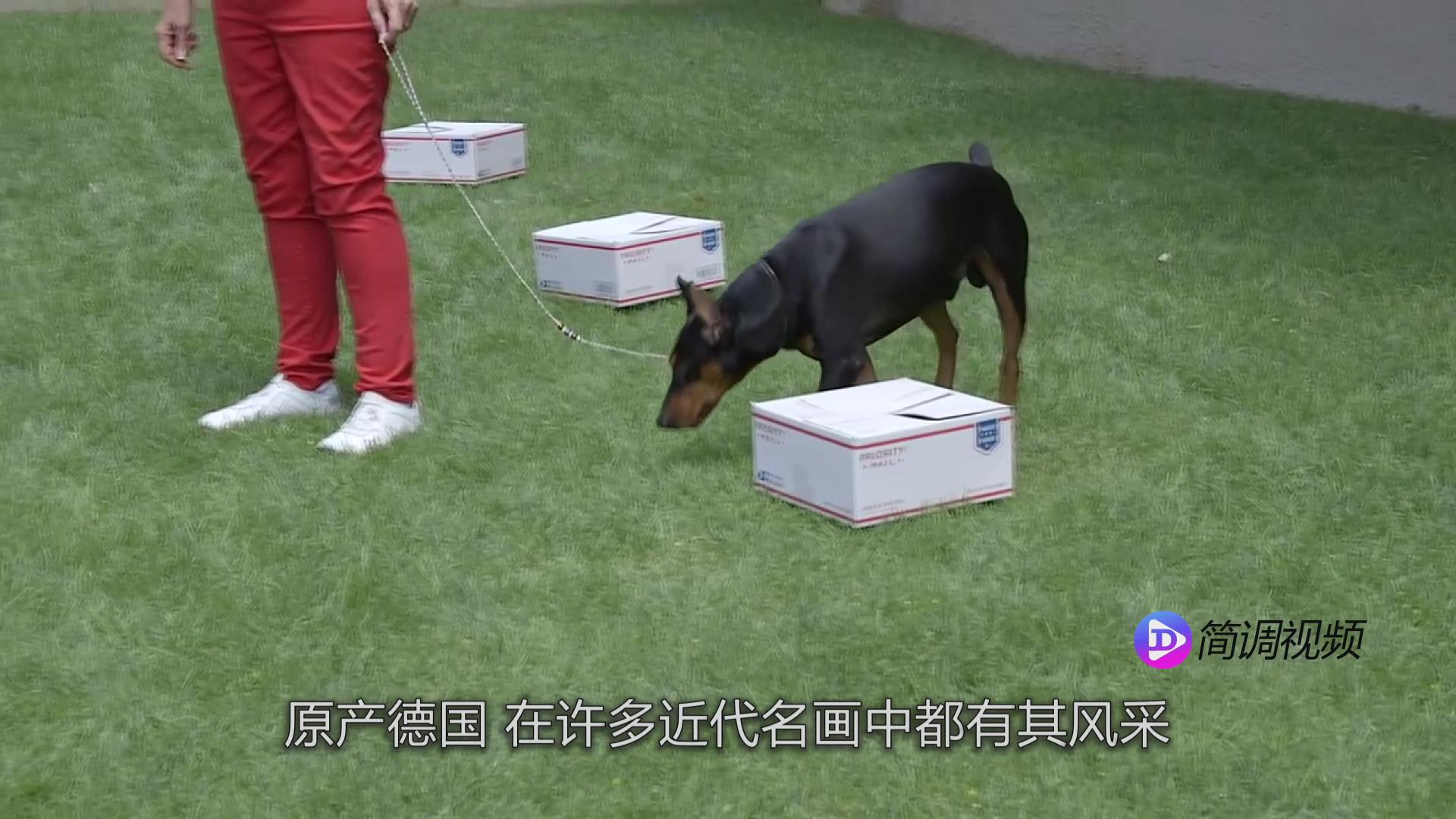 小鹿犬的介紹 小鹿犬介紹