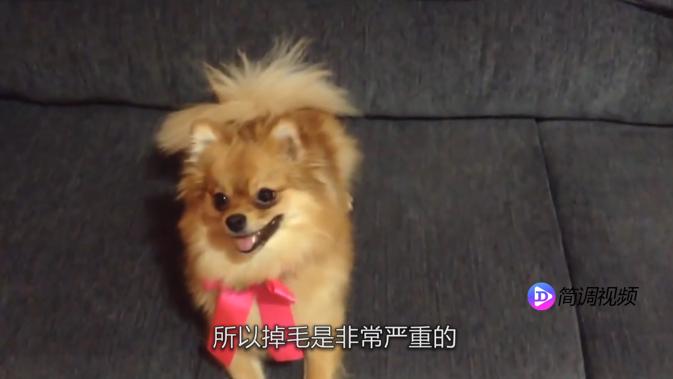 博美犬好養(yǎng)嗎 博美犬好養(yǎng)嗎視頻