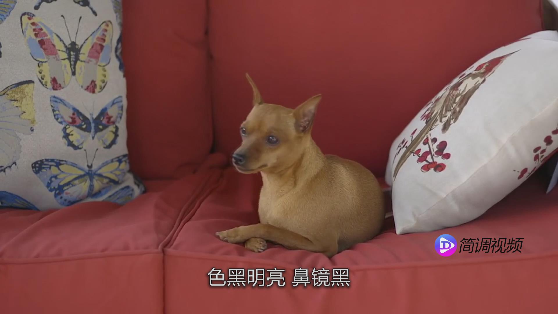 小鹿犬的介紹 小鹿犬介紹