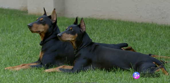 小鹿犬的介紹 小鹿犬介紹