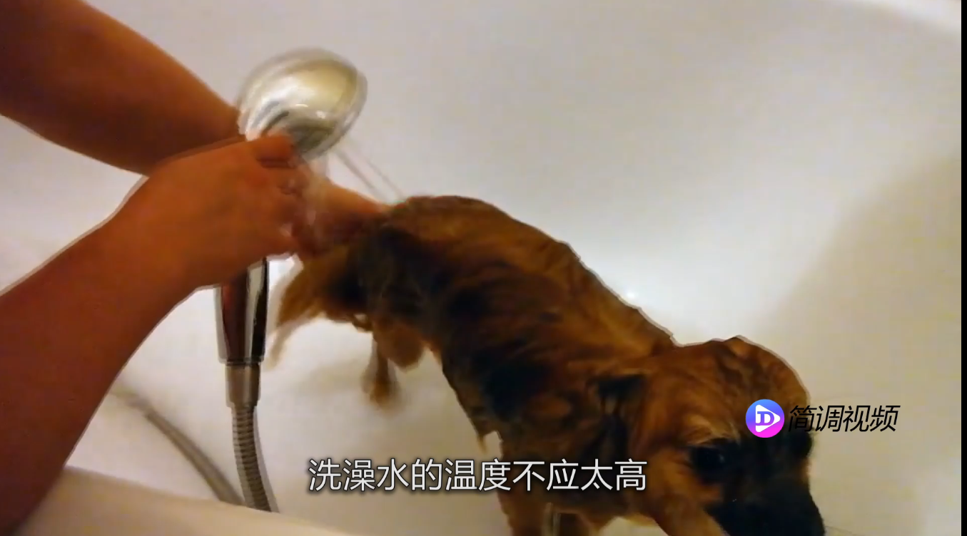 博美犬怎么養(yǎng) 博美犬怎么養(yǎng)殖