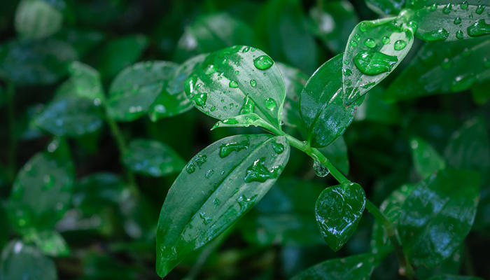 谷雨詩句寫谷雨的古詩 谷雨詩句古詩大全