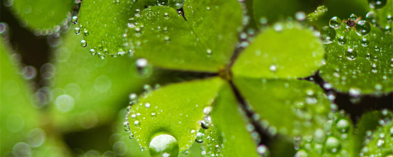 谷雨詩句寫谷雨的古詩 谷雨詩句古詩大全