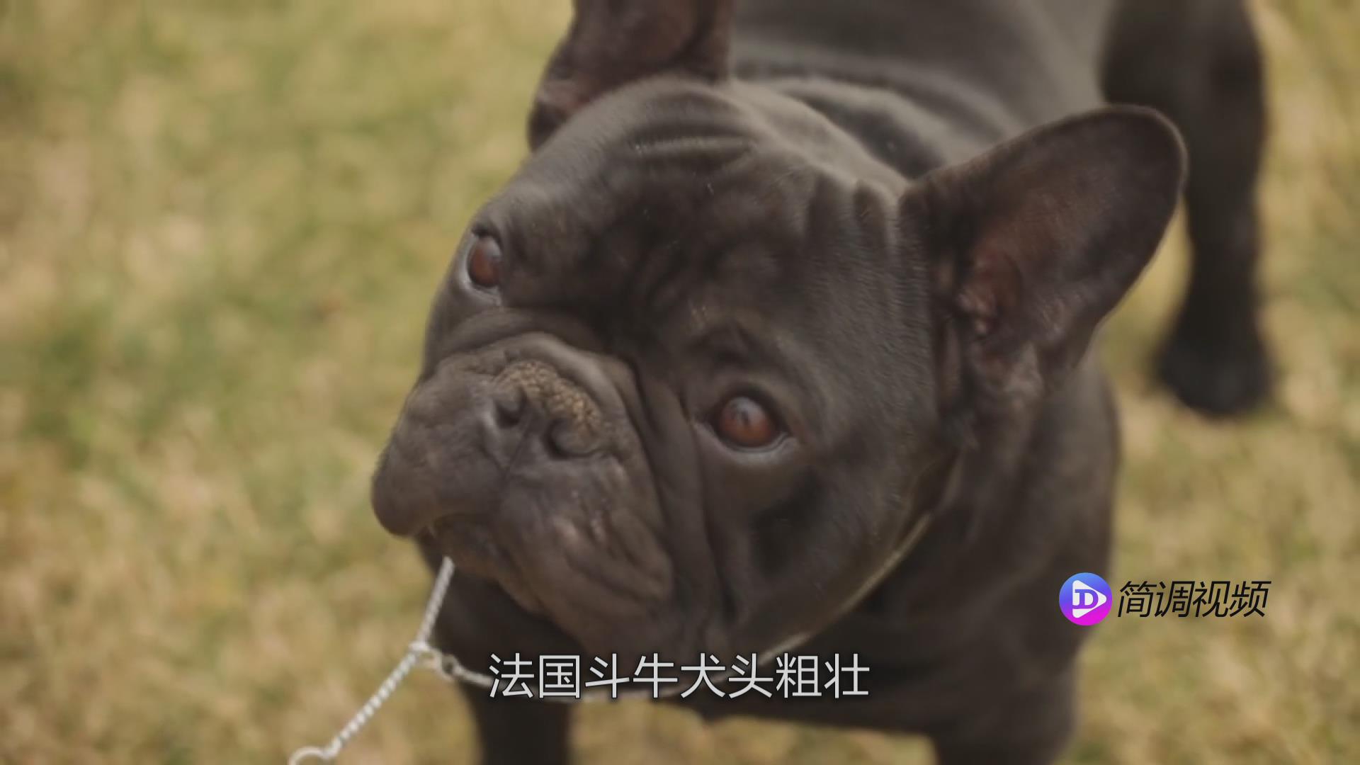 法國斗牛犬的介紹 法國斗牛犬介紹