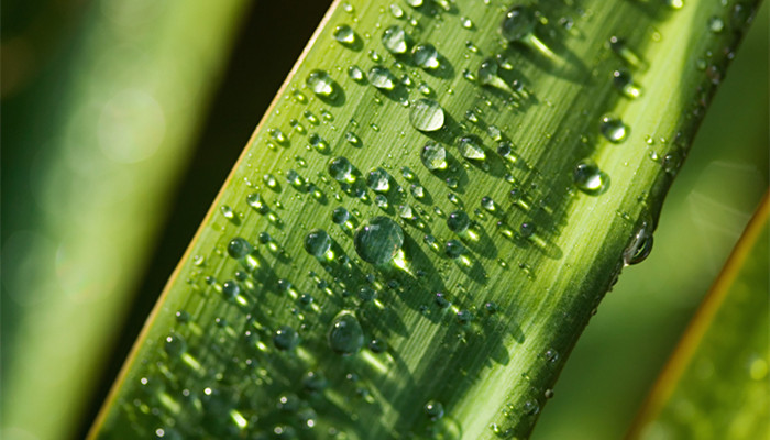 谷雨詩句寫谷雨的古詩 谷雨詩句古詩大全