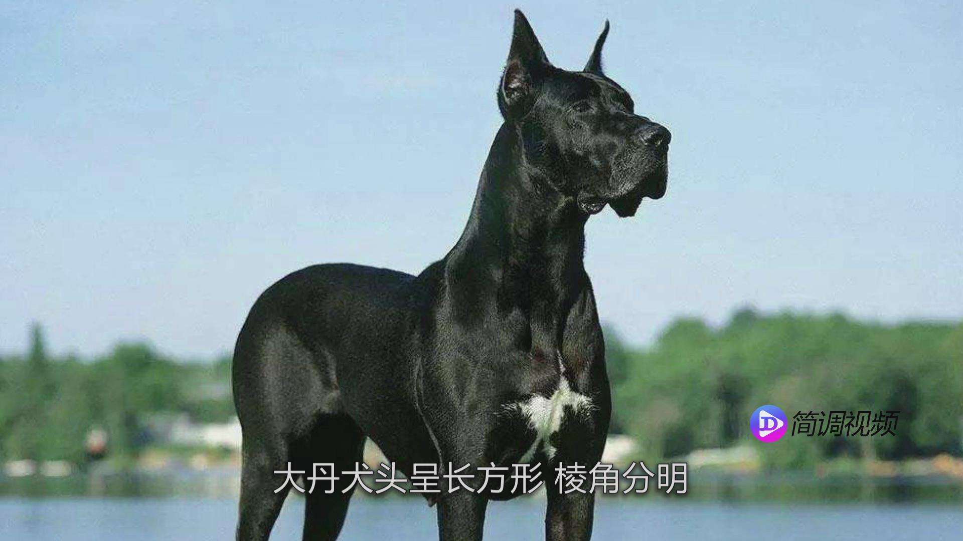 大丹犬的介紹 大丹犬介紹大全