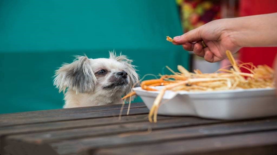 博美犬吃什么 博美犬吃什么比較好