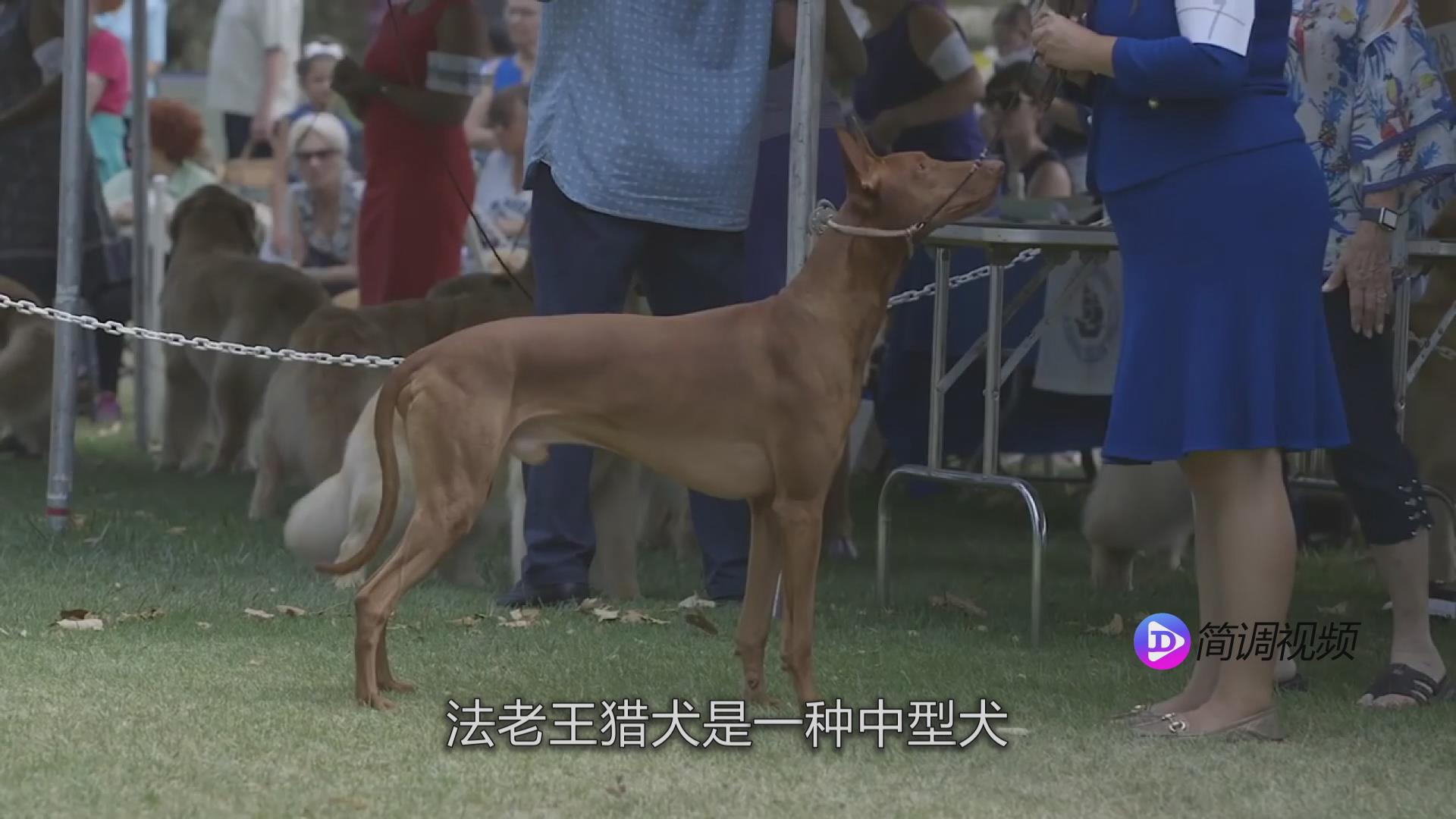 法老王獵犬 法老王獵犬品種