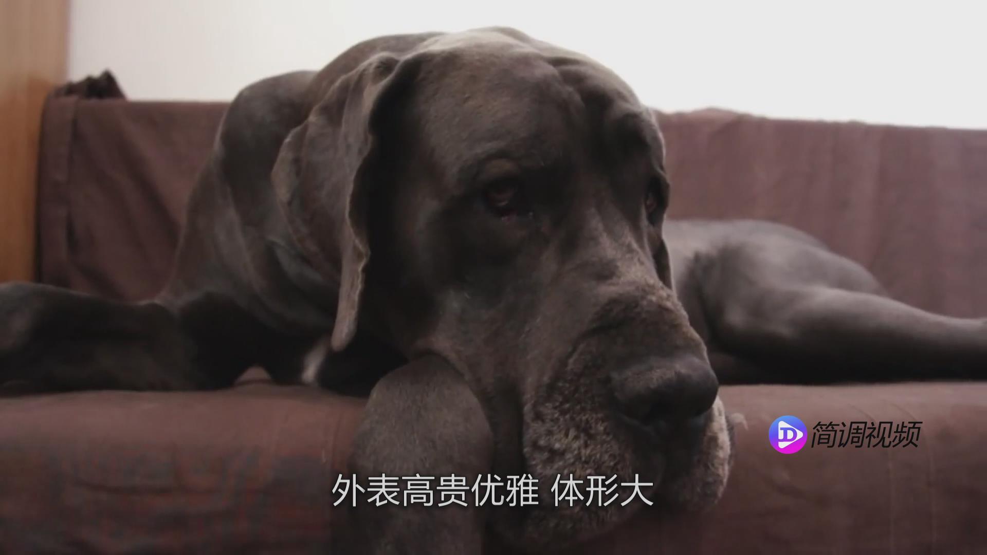 大丹犬的介紹 大丹犬介紹大全