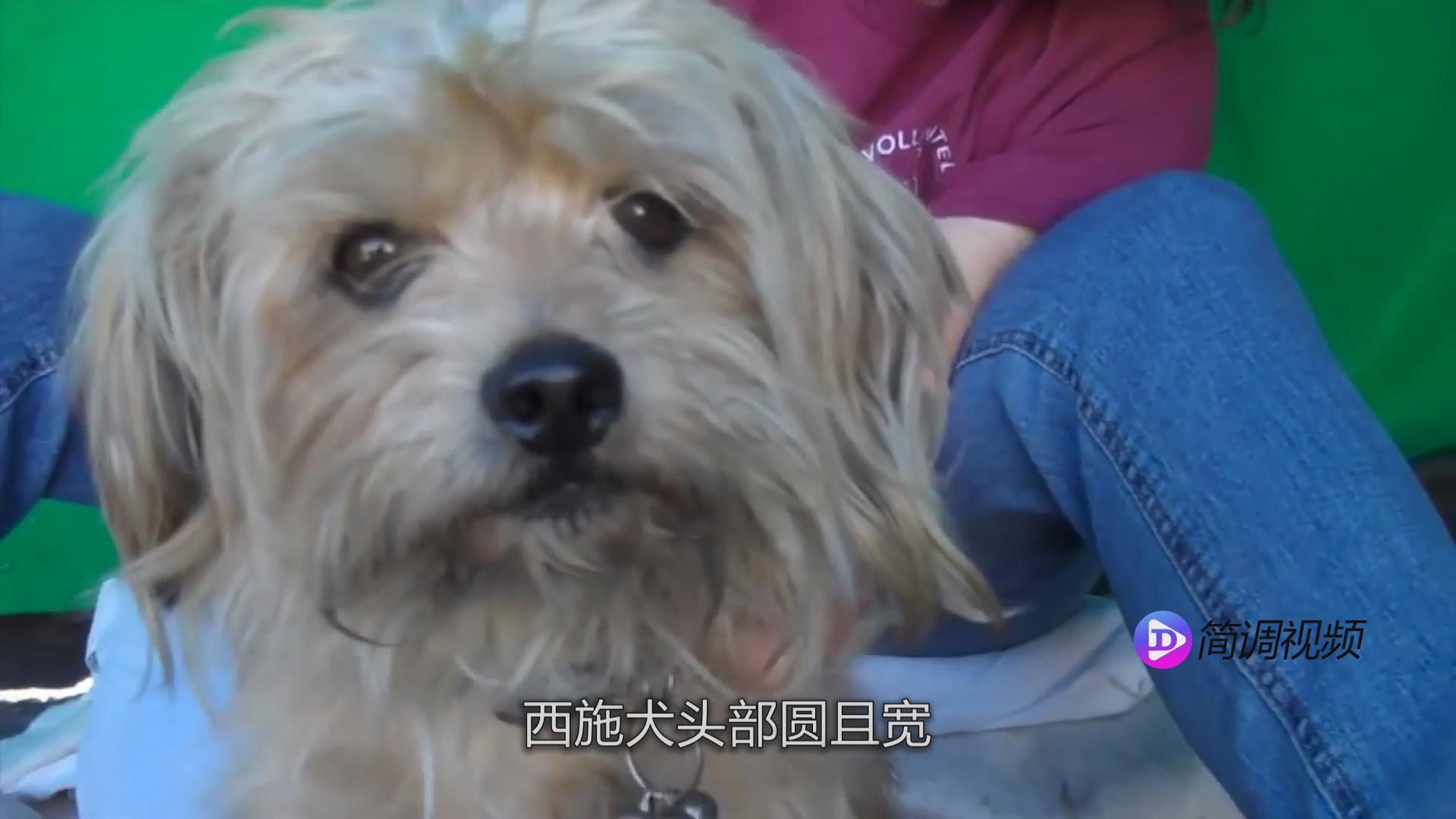 西施犬的介紹 西施犬資料介紹