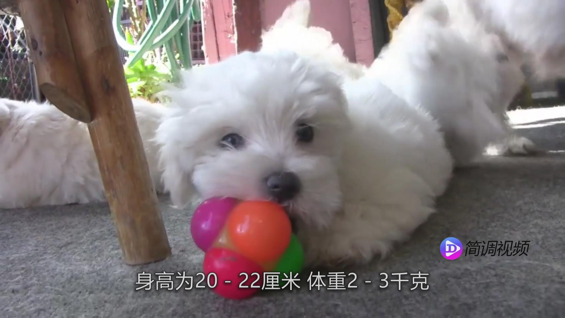 馬爾濟斯犬的介紹 馬爾濟斯犬的介紹視頻