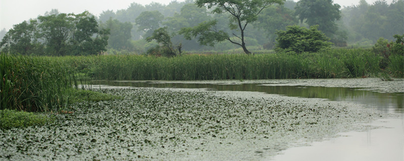 梅雨季節(jié)是什么時間 梅雨季節(jié)是什么時間農(nóng)歷