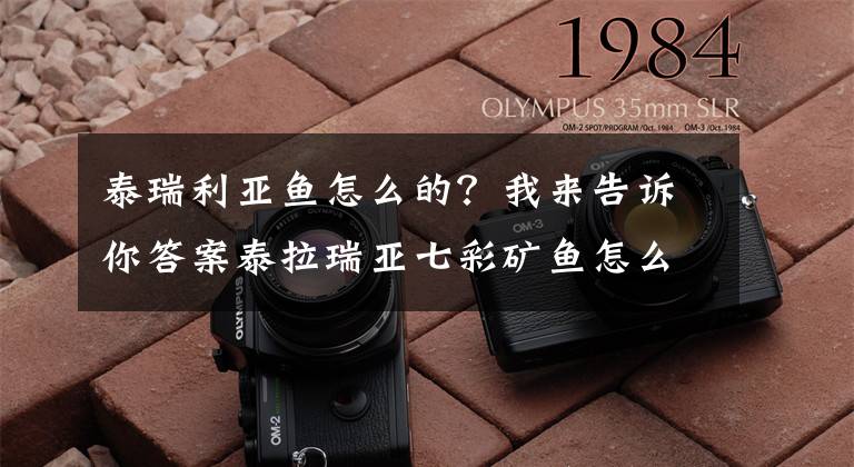 泰瑞利亞魚怎么的？我來告訴你答案泰拉瑞亞七彩礦魚怎么獲得