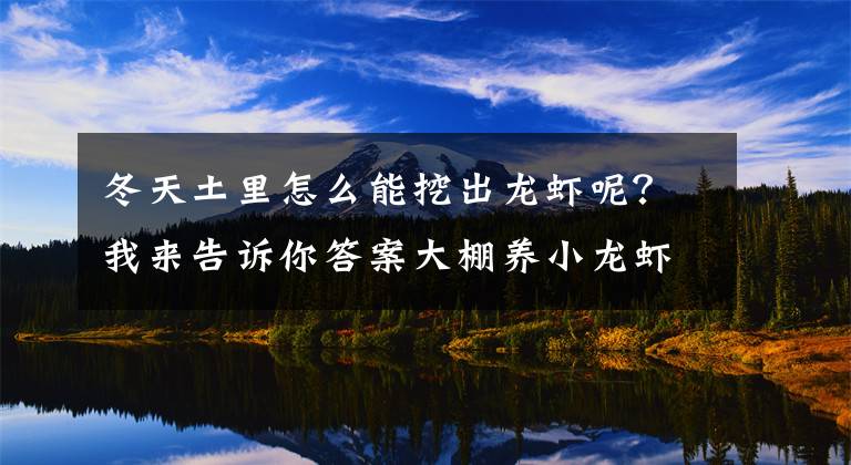 冬天土里怎么能挖出龍蝦呢？我來(lái)告訴你答案大棚養(yǎng)小龍蝦，冬季也能出蝦！這個(gè)模式你看好嗎？