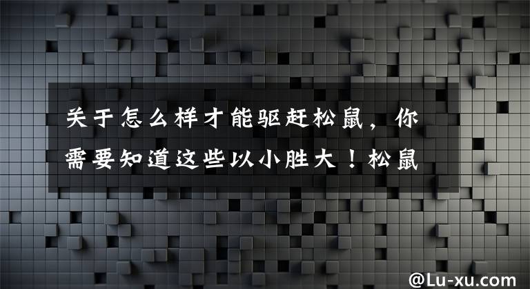 關(guān)于怎么樣才能驅(qū)趕松鼠，你需要知道這些以小勝大！松鼠為保護(hù)自己的堅(jiān)果成功趕走麂鹿