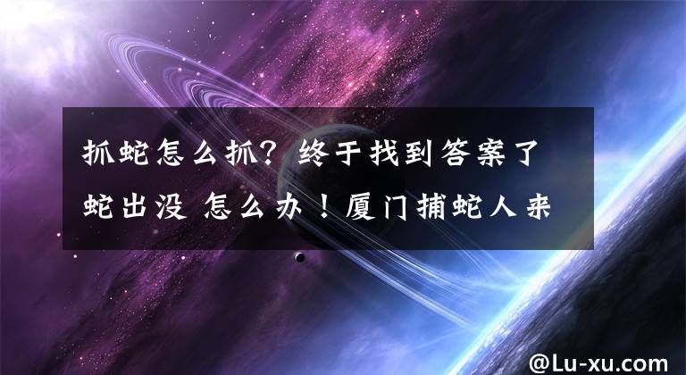 抓蛇怎么抓？終于找到答案了蛇出沒(méi) 怎么辦！廈門捕蛇人來(lái)支招