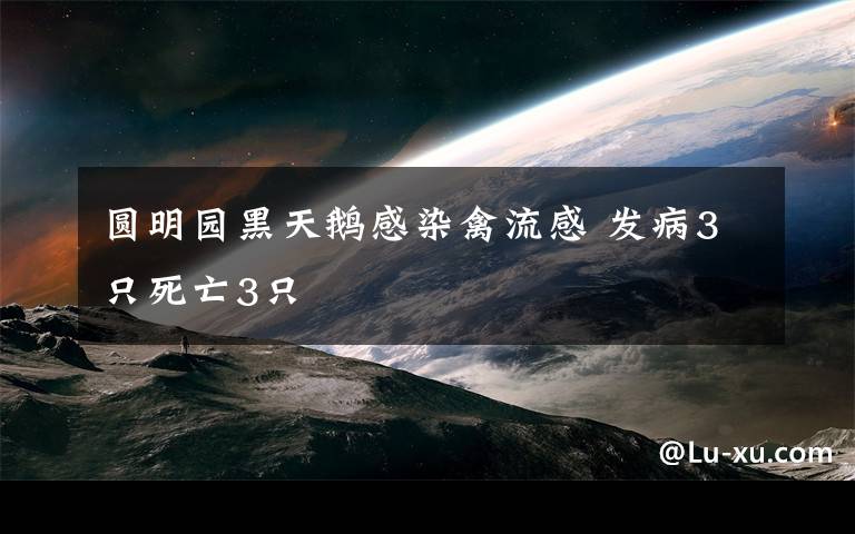 圓明園黑天鵝感染禽流感 發(fā)病3只死亡3只