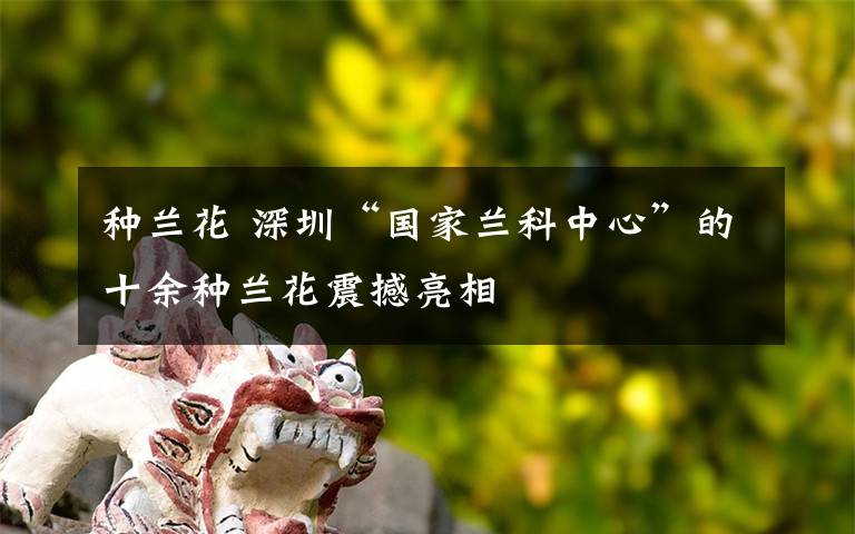 種蘭花 深圳“國家蘭科中心”的十余種蘭花震撼亮相