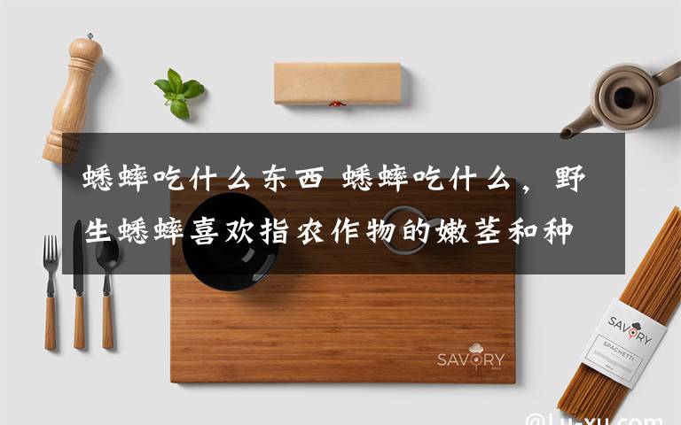 蟋蟀吃什么東西 蟋蟀吃什么，野生蟋蟀喜歡指農(nóng)作物的嫩莖和種子