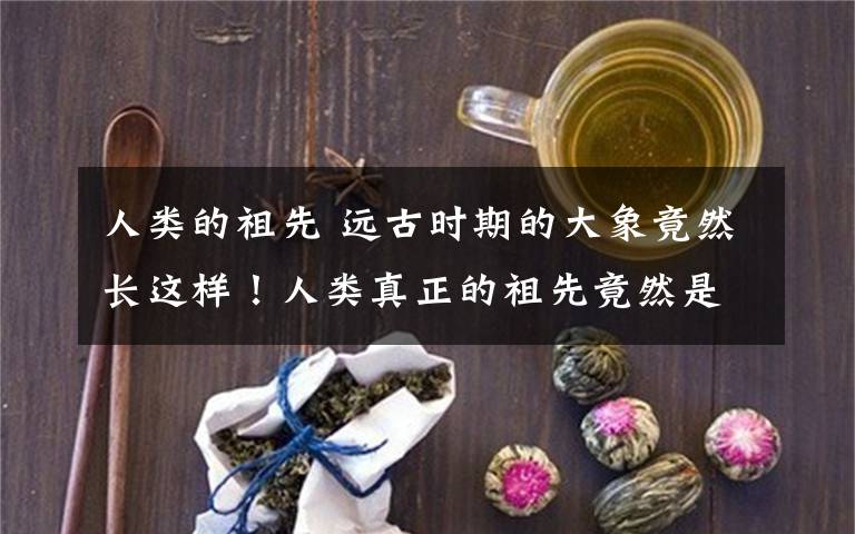 人類的祖先 遠古時期的大象竟然長這樣！人類真正的祖先竟然是它？