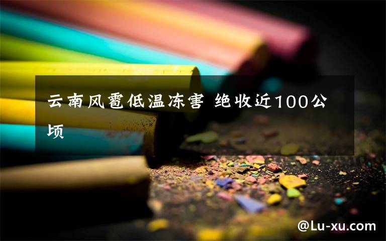 云南風(fēng)雹低溫凍害 絕收近100公頃