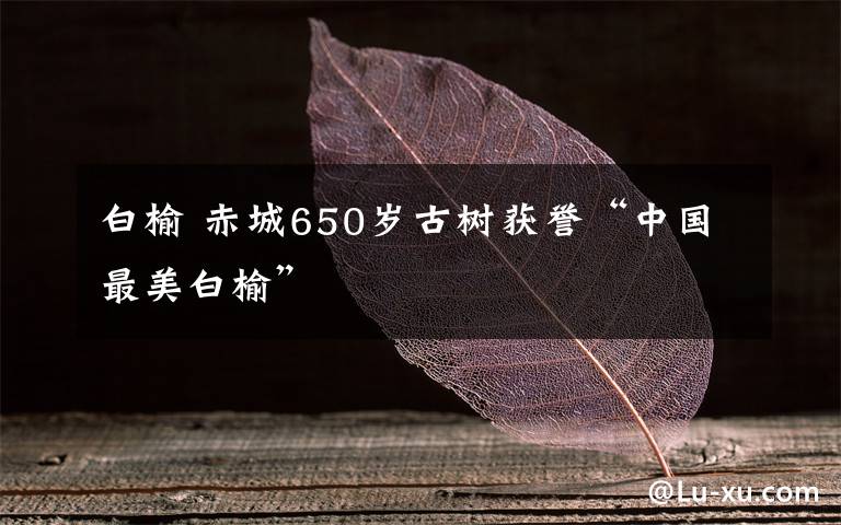 白榆 赤城650歲古樹獲譽(yù)“中國最美白榆”