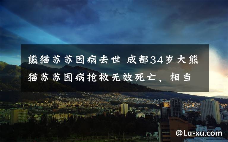 熊貓?zhí)K蘇因病去世 成都34歲大熊貓?zhí)K蘇因病搶救無效死亡，相當于人類百歲