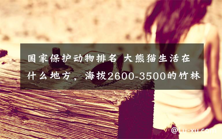 國家保護(hù)動物排名 大熊貓生活在什么地方，海拔2600-3500的竹林