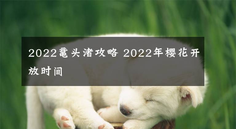 2022黿頭渚攻略 2022年櫻花開放時間