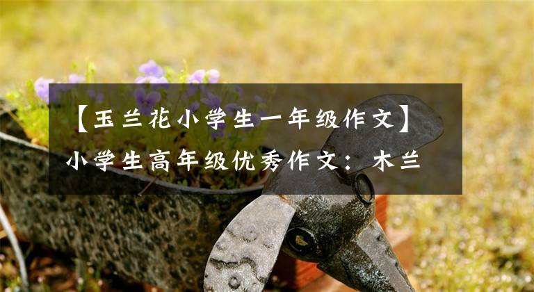 【玉蘭花小學(xué)生一年級(jí)作文】小學(xué)生高年級(jí)優(yōu)秀作文：木蘭