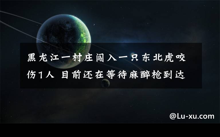 黑龍江一村莊闖入一只東北虎咬傷1人 目前還在等待麻醉槍到達(dá)現(xiàn)場 登上網(wǎng)絡(luò)熱搜了！