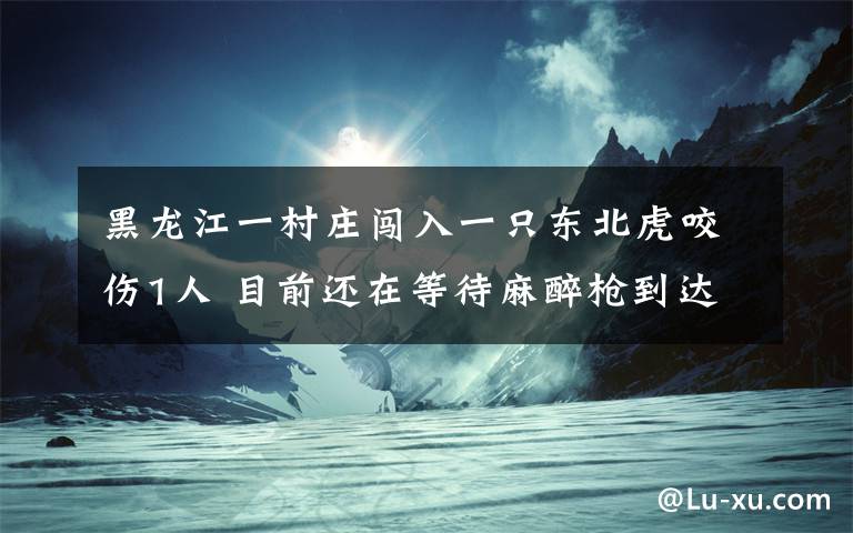 黑龍江一村莊闖入一只東北虎咬傷1人 目前還在等待麻醉槍到達現(xiàn)場 目前是什么情況？