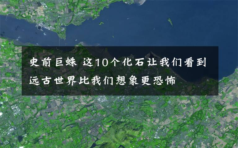 史前巨蛛 這10個化石讓我們看到遠(yuǎn)古世界比我們想象更恐怖