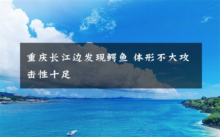 重慶長(zhǎng)江邊發(fā)現(xiàn)鱷魚 體形不大攻擊性十足