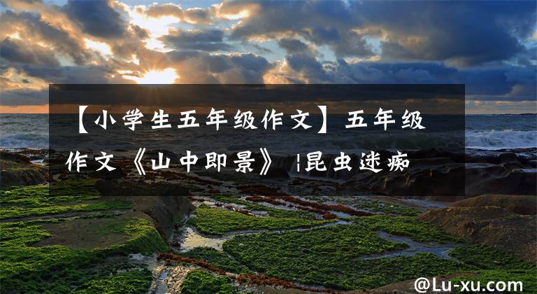 【小學(xué)生五年級作文】五年級作文《山中即景》 |昆蟲迷癡迷