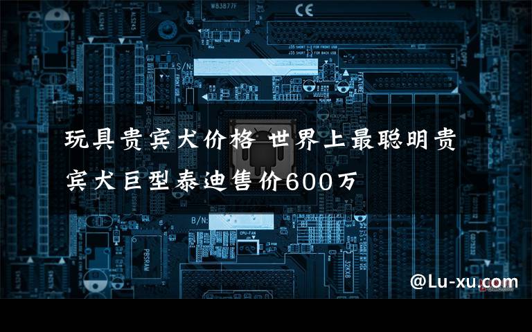 玩具貴賓犬價(jià)格 世界上最聰明貴賓犬巨型泰迪售價(jià)600萬(wàn)