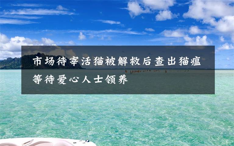  市場待宰活貓被解救后查出貓瘟 等待愛心人士領(lǐng)養(yǎng)