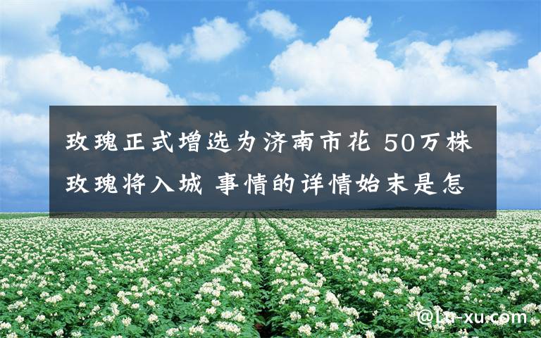 玫瑰正式增選為濟南市花 50萬株玫瑰將入城 事情的詳情始末是怎么樣了！