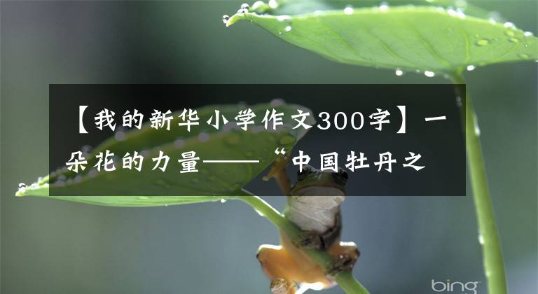 【我的新華小學(xué)作文300字】一朵花的力量——“中國(guó)牡丹之都”菏澤訪問記