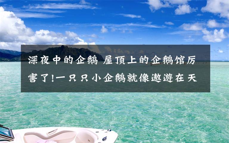 深夜中的企鵝 屋頂上的企鵝館厲害了!一只只小企鵝就像遨游在天空中超級萌