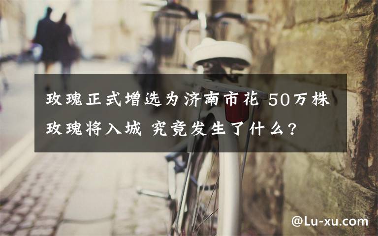 玫瑰正式增選為濟南市花 50萬株玫瑰將入城 究竟發(fā)生了什么?