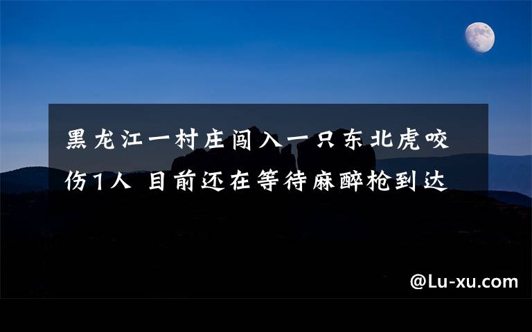 黑龍江一村莊闖入一只東北虎咬傷1人 目前還在等待麻醉槍到達現(xiàn)場 真相到底是怎樣的？