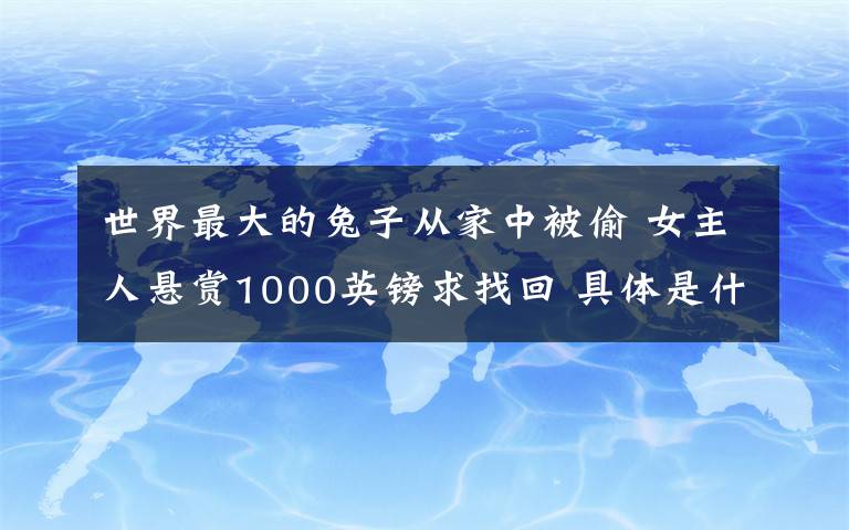 世界最大的兔子從家中被偷 女主人懸賞1000英鎊求找回 具體是什么情況？