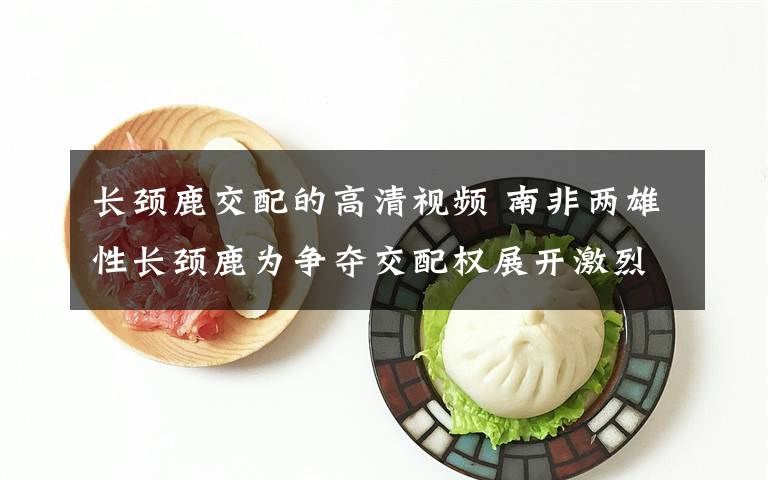 長(zhǎng)頸鹿交配的高清視頻 南非兩雄性長(zhǎng)頸鹿為爭(zhēng)奪交配權(quán)展開激烈“脖斗”